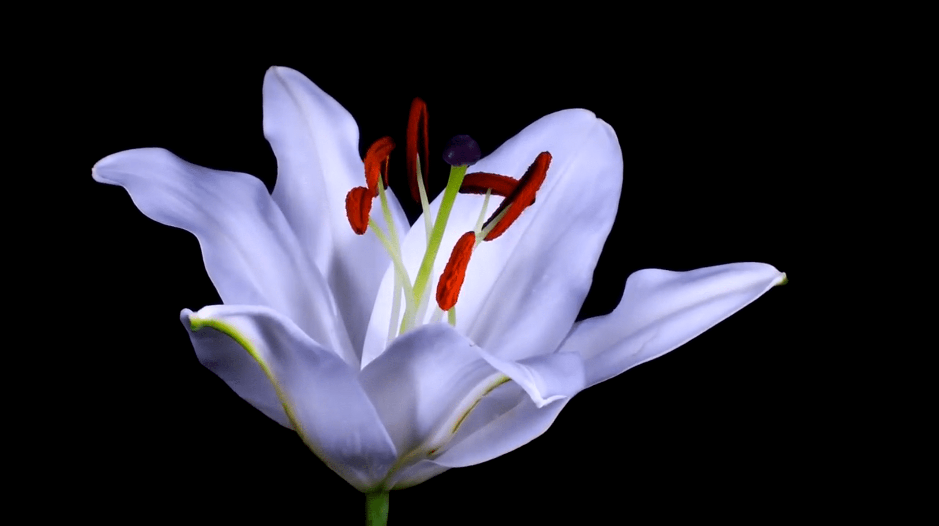 Estreno del Documental 